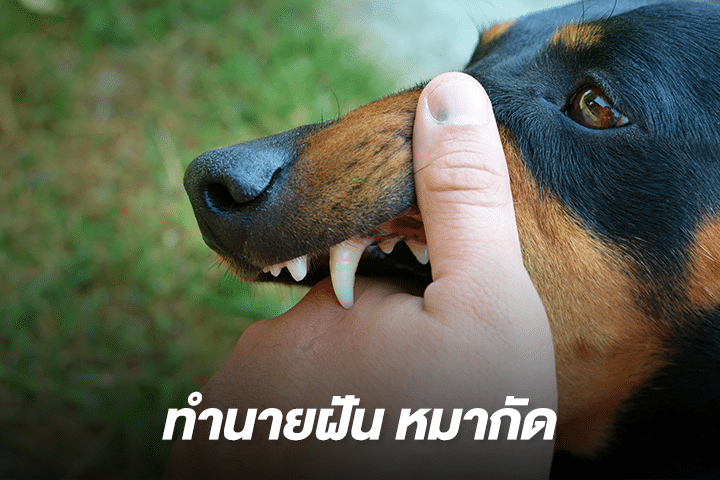 ฝันเห็นหมาไล่กัดตัวเอง23/06/2564