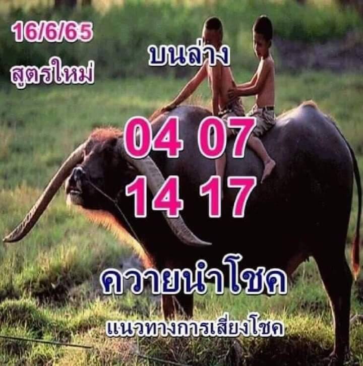 เลขดี หวยควายนำโชค