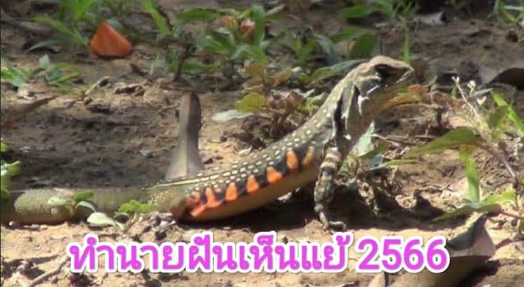 ฝันเห็นแย้ 2566