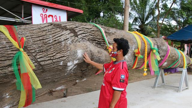 เลขเด็ดตะเคียนแม่พวงทอง 16-5-66