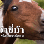 ฝันว่าขี่ม้า 2566