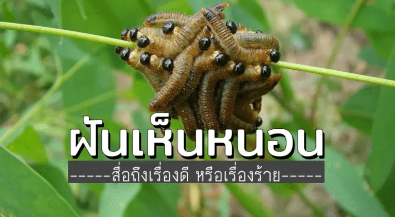 ฝันเห็นหนอนตัวใหญ่ 2566