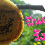 ฝันเห็นรังผึ้ง 2566