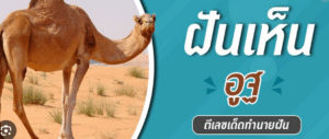 ฝันเห็นอูฐ 2566