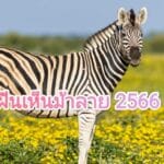 ฝันเห็นม้าลาย 2566