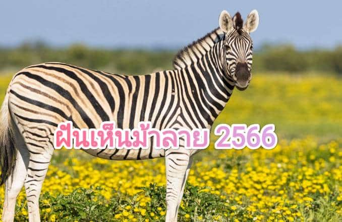 ฝันเห็นม้าลาย 2566