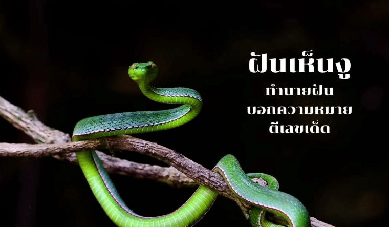 ฝันเห็นงูเขียว 2566