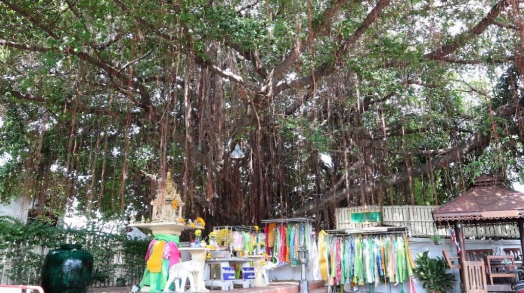 ศาลเจ้าแม่ต้นไทร 16-7-66