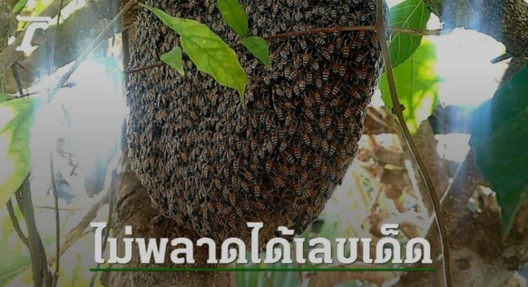 เลขผึ้งหลวงงวดนี้ 31-7-66