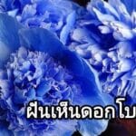 ฝันเห็นดอกโบตั๋น 2566