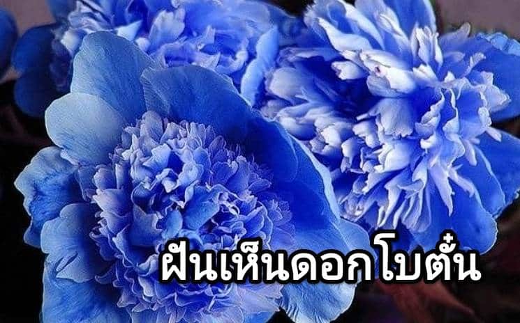 ฝันเห็นดอกโบตั๋น 2566