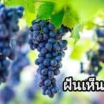 ฝันเห็นองุ่น 2566