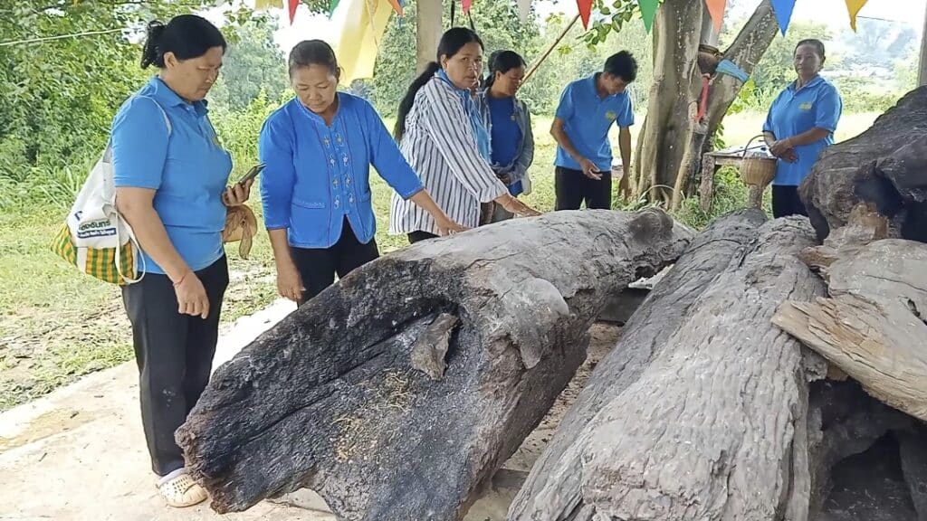 ต้นตะเคียนทอง 16-10-66