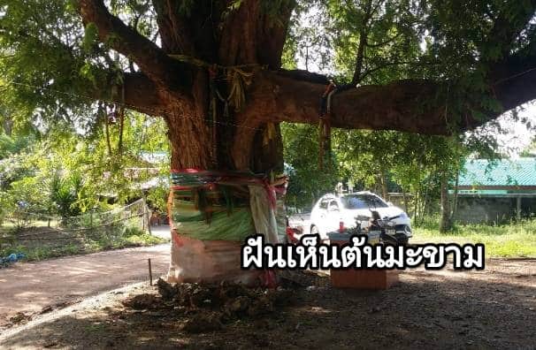 ฝันเห็นต้นมะขาม 2567