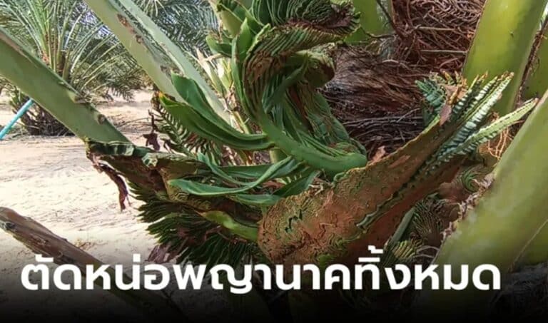 เลขหน่อพญานาค 16-2-67