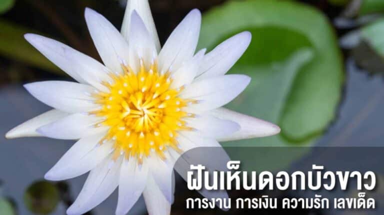 ฝันเห็นดอกบัว 2567